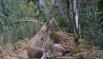Po 200 letech se do Krušných hor vrací rys. Fotopast už zachytila první koťata