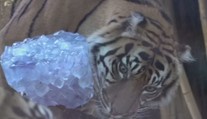Zoo ve světě bojují s vedry. Zvířata ochlazujeme podobně jako lidi, říká chovatel