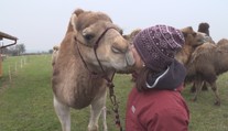 Smutní velbloudi! Kvůli covidu přišli o práci a teď vymýšlí blbosti! VIDEO