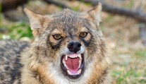 Českem se šíří šelma z Balkánu. Odborník se obává možných následků