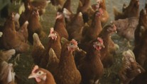 Na Třebíčsku začali vybíjet slepice s ptačí chřipkou. Musí utratit 55 tisíc ptáků