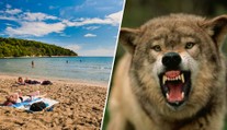 Oblíbené místo v Chorvatsku sužují vlci. Volně se pohybují i nedaleko pláží