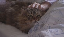 Kočky dělají radost pacientům ve vítkovické nemocnici, prý je i léčí