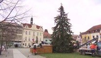 V Berouně se hádají o vánoční strom "ukradený" z tamního sídliště