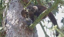 Z jihlavské ZOO uprchl samec nosála. Chytit ho se nepodařilo ani hasičům