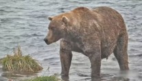 Zábavná soutěž na Aljašce: Lidé hledali nejtlustšího medvěda