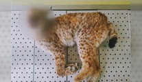Policie řeší mrtvého rysa na Šumavě. Mohl ho zabít projíždějící vlak