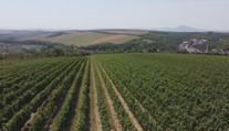 Degustace, při níž na vás dýchne historie. Objevte krásy moravského vinařství