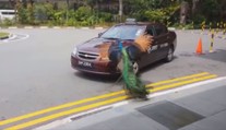 Video: Naštvaný páv útočí na auto