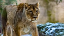 Ostravská zoologická zahrada utratila lvici. Byla vážně nemocná