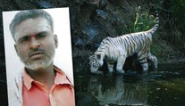 Ošetřovatele napadla mláďata bílého tygra: Sežrala části jeho těla