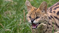 Veterináře šokovala nebezpečná šelma v obýváku. Serval do bytu nepatří, varují