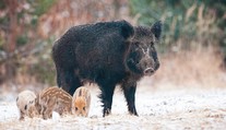 Nebezpečné nemoci zvířat jsou zpět v Česku. Ministerstvo zpřísňuje pravidla