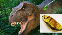 Vědci našli v jantaru dinosauří krev. Bude Jurský park realitou?