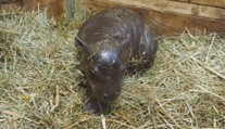 České zoo se daří chovat roztomilé hrošíky. Za 4 roky se tam narodili hned čtyři