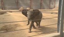 Zlínská zoo představila nový pavilon pro slony. Patří mezi největší na světě
