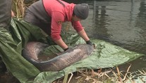 Velké stěhování dvoumetrového sumce: Na pomoc přijel i potápěč