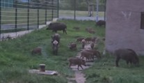 Ústí nad Labem terorizují divoká prasata. Město navýšilo odměny za jejich odlov