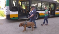 V Liberci soutěžili vodicí psi. Museli najít přechod nebo volné místo v autobusu
