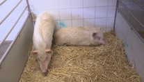 Miniprasata z Mělnicka by mohla pomoci v boji s Crohnovou chorobou