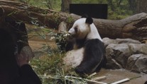 Čína stahuje dvojici pand z tokijské zoo. Rozhodnutí rozlítostnilo tisíce Japonců