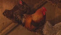 V Česku se objevila dvě nová ohniska ptačí chřipky