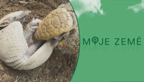 Liberecká zoo slaví: Páru pásovců se narodilo mládě