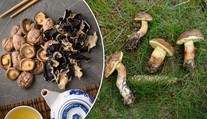 Test sušených hub: Téměř všechny obsahovaly těžké kovy a pesticidy
