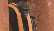 Pražská zoo otevřela nový pavilon goril. Ty patří k nejoblíbenějším zvířatům