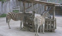 Jihlavská zoo přišla o tři zebry. Dvě samice odjely, třetí zahynula při porodu