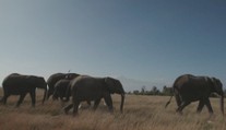 Africká země vyhrožuje Německu. Pošleme vám 20 tisíc slonů, prohlásila