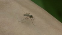 Češi si oblíbili dovolenou v exotice. Mnohdy ale podceňují zdravotní rizika