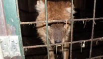 Tygr na prodej! Muž chtěl vlastní zoo, nevyšlo to. Zvířata teď živoří