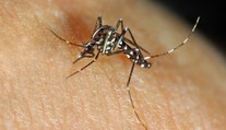 Sousední zemi trápí tropičtí komáři, kteří přenáší exotické nemoci. Jsou i v Česku