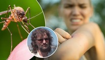 Některým lidem se komáři vyhýbají obloukem. Rozhodující je náš pach