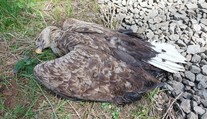 Na Toužimsku zřejmě někdo otrávil orla mořského. Zahynulo i mládě v hnízdě