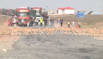 Desítky tisíc březích antilop komplikují dopravu