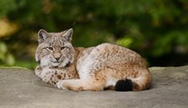 Darujte nám nechtěné mazlíčky, vyzvala dánská zoo. Předhodí je rysům