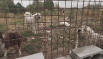 Na ranči objevili zbídačené psy a koně. "Válela se tu hlava i kopyta," tvrdí místní