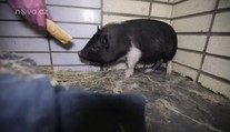 Další prasátko málem umřelo! Tentokrát ho lidé našli v popelnici