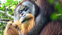 Orangutan si sám vyléčil zranění na hlavě, něco takového vědci ještě neviděli