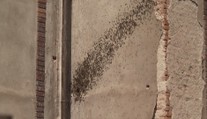 Hasiči vyjíždí k divokým včelím rojům. Volejte nejdřív nás, prosí včelaři