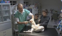 EU chce zakázat některá antibiotika pro zvířata. Budou zbytečně umírat, tvrdí veterináři