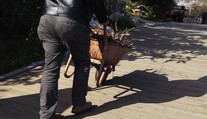 Stát nabízí levně dřevo. Některé si můžete odnést i zdarma