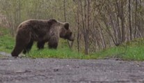 Ve slovenské obci se usadil medvěd, neměl strach z lidí. Utratili ho