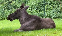 Losa Emila v Rakousku uspali. Nebezpečně se přiblížil k dálnici