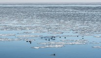 Vědci sledují záhadnou chladnou skvrnu v Atlantském oceánu. Může mít strašlivý dopad