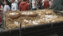 Obyvatelé Velvar připomněli stovky let starou legendu. S vajíčky zaplnili Karlův most