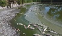 V Česku začínají masivně hynout ryby. Kvůli vedrům chybí ve vodě kyslík