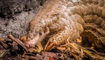 Pražská zoo přišla o jedno z nejvýjimečnějších zvířat. Zemřela jí samice luskouna